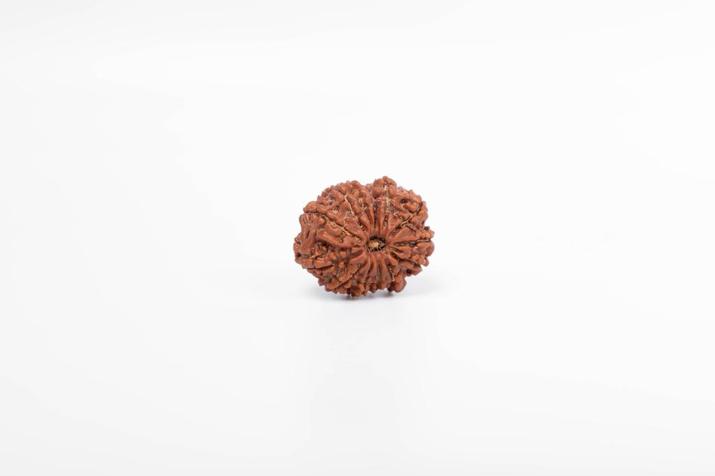 Natural 13 Mukhi Rudraksha Bead – Nepali Origin | Bead for Love, Power, Fulfillment, Prosperity, Desire & Manifestation | Organic & Lab Certified