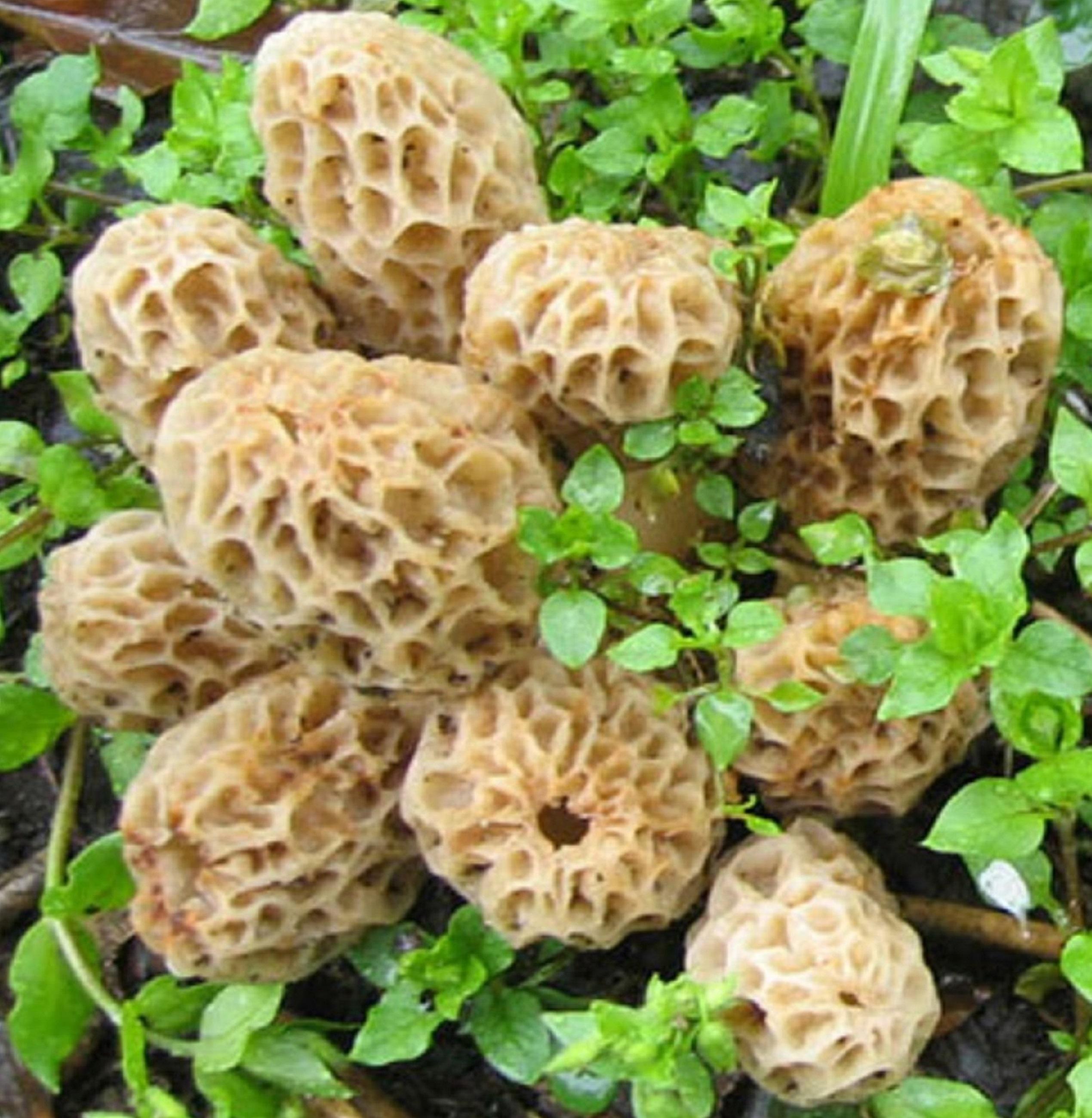 

Blonde Morel Mycelium - Набір для вирощування грибів 15ml
