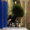 40mm Brutapparat Fisch Brutapparat Aufzuchtbecken Aquarium Buntbarsch Brutapparat Eier Statt Maulbrüter Fisch Laichei Brutapparat