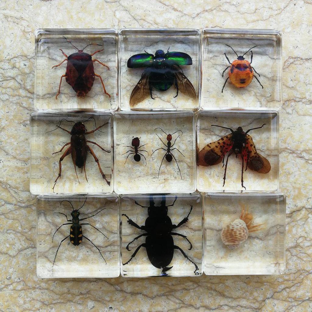 Conjunto de Espécimes de Insetos em Âmbar Artificial: Formiga, Abelha, Besouro, Cigarra, Escorpião, Grilo - Brinquedos de Aprendizagem para Crianças Pequenas e Ensino de Biologia para Ensino Fundamental