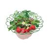 Strawberry Plant Supports with 3 Sturdy Legs Strawberry Growing Racks Protector Frame Holder Cage From Mold Rot Dirt