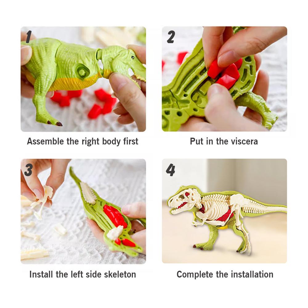 3D DIY Zusammengebaut Anatomie Dinosaurier Spielzeug Kinder Montage Tier Sammlerstück Dinosaurier Spielzeug Anatomie Kunststoffmodell Pädagogisch Kind