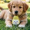 Dog Chew Toy Squeaky Cute Fruit Puppy Teething Toy Teeth Cleaning Toy for Aggressive Chewers Dogs Interactive Training