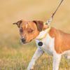 Smart Locator Bluetoothcompatible Real-time Tracking Dog Cat Collar Find Device Waterproof Smart Activity Tracker For Dogs Cats