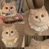 Kitten Cotton Lace Bib Saliva Pet Bow Cute Scarf Decorative Bib Dog Bib Accessories