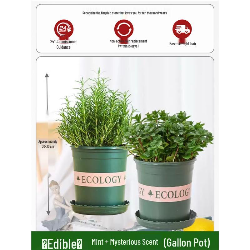 Potted Rosemary and Mint Seedlings: Edible, Mosquito-Repellent Herbs for Indoor Use