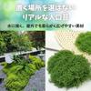 HALSUN Artificial Fake Moss for Moss Bonsai Moss, Green, 100g, Dioramas, Grass, Terrariums, (Green)