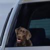 Cute Labrador Car Stickers Scratch Covering Self-Adhesive Waterproof Decal Motorcycle Decorative AccessoriesJM23