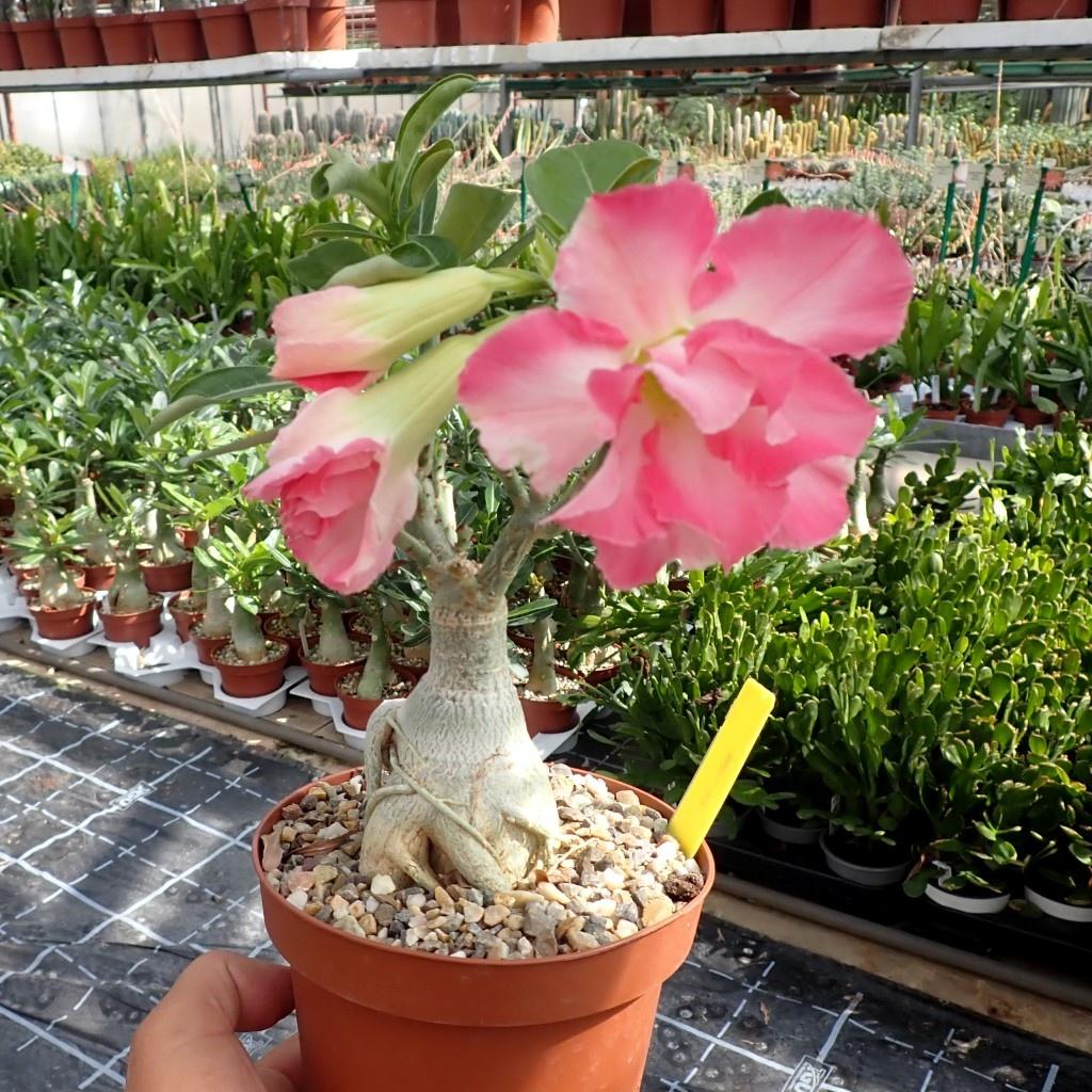 5 SEEDS of ADENIUM OBESUM "Pink" Desert Rose -FRESH SEEDS