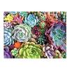 WOWDECOR Diamond Painting Colorful Succulents Full Drill DIY 5D Diamond Art Kit Embroidery Mosaic 30x40cm
