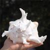Natürliche Muschelschale Statue Dekoration Aquarium Landschaftsgestaltung Einrichtungsgegenstand Heimfenster Auslage Skulptur Zubehör