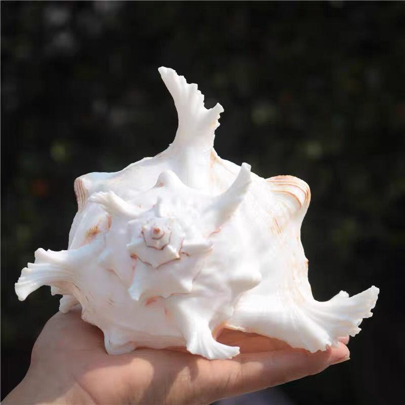Natürliche Muschelschale Statue Dekoration Aquarium Landschaftsgestaltung Einrichtungsgegenstand Heimfenster Auslage Skulptur Zubehör