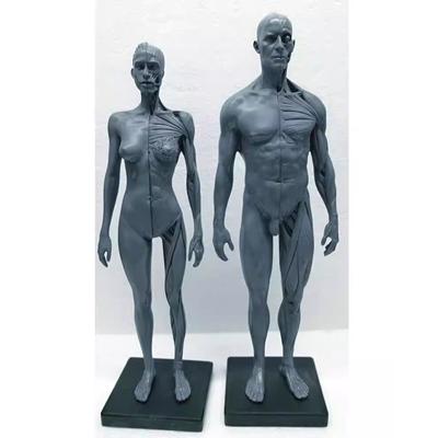 Medical Human Musculoskeletal Anatomy Model New Human Anatomy Skull Body Model Muscle Bone (30 Cm) H
