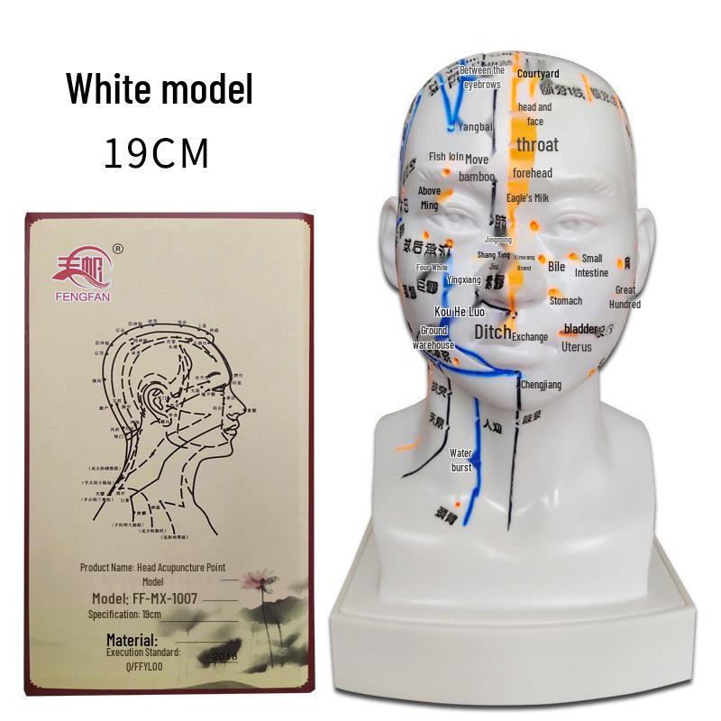 High-Definition Acupuncture Head Model with Engraved Acupoints for Facial and Body Massage