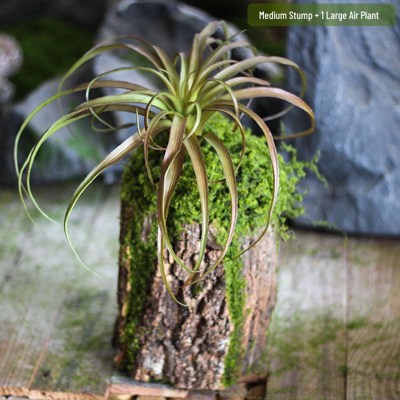 Forest Style Artificial Tree Stump with Moss Bark - Kindergarten and Country Style Decorative Ornament, Perfect for Landscaping or Inserting Flowers.