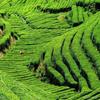 2023 Dragon Well Green Tea Lung Ching Xihu Longjing Čínský zelený čaj 100g/sáček