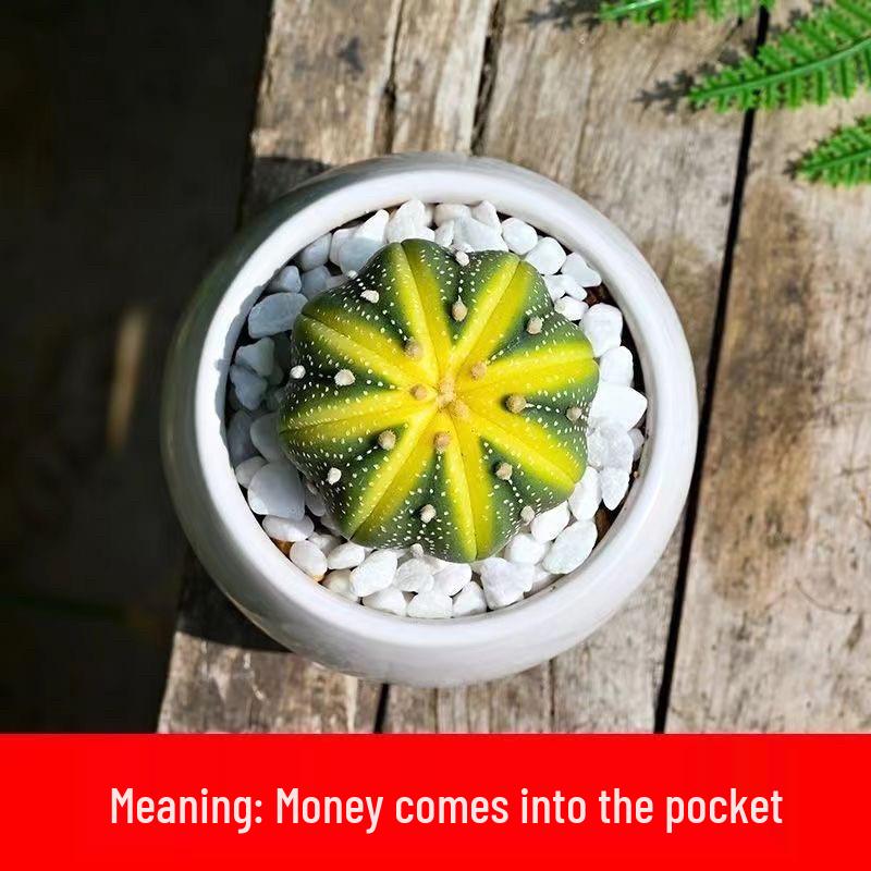 Indoor Flowering Cactus Succulent for Desk or Balcony