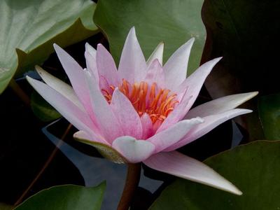 15 Samen NYMPHAEA 'Almost Amabilis' "Nymphaea WATER LILY"