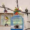Hängendes Futterspielzeug Vogel Futterspielzeug Seegras Korb Seil Bungee Vogelspielzeug Vogel Zerrupfspielzeug Kaubares Papageienspielzeug