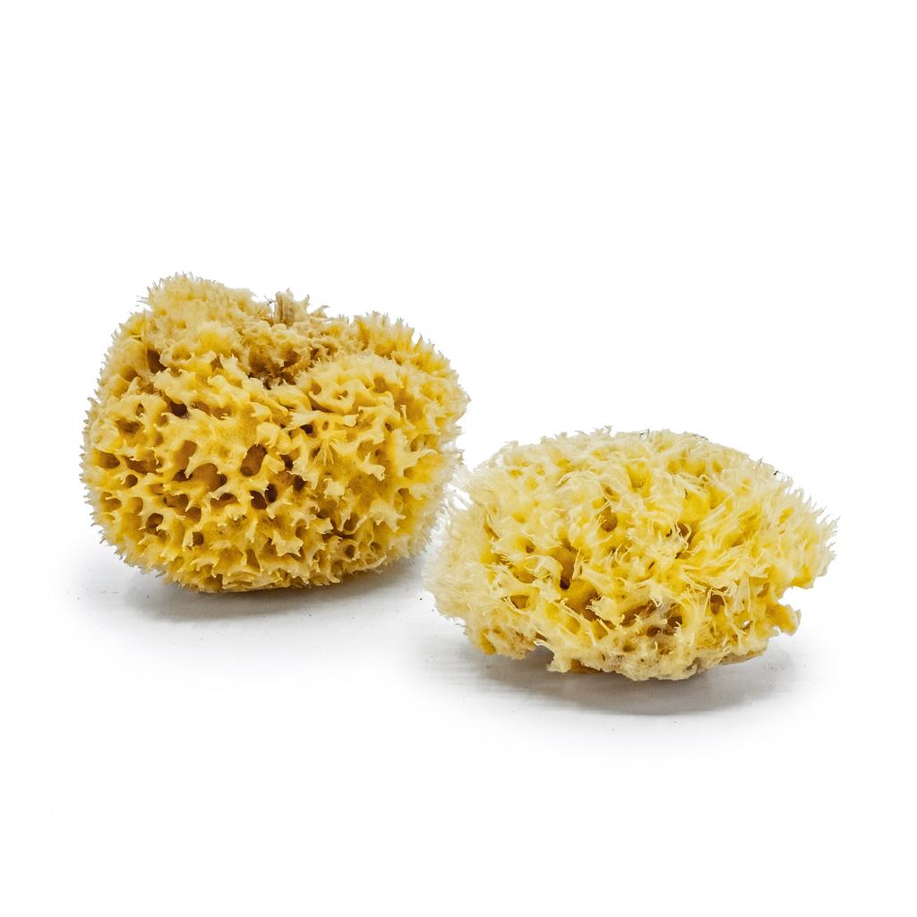 Gąbka do kąpieli - naturalna morska - rozmiar mini 8-10 cm |xs