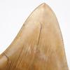 Stone Natural Fossil Megalodon From Indonesia Specimen [N2 Natural] (Carcharocles/Otodus Megalodon) - - (13 "One-of-a-kind" Teeth Approx. 122g,