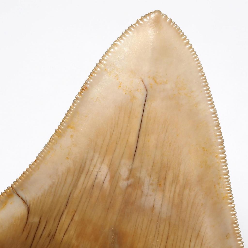 Stone Natural Fossil Megalodon From Indonesia Specimen [N2 Natural] (Carcharocles/Otodus Megalodon) - - (13 "One-of-a-kind" Teeth Approx. 122g,
