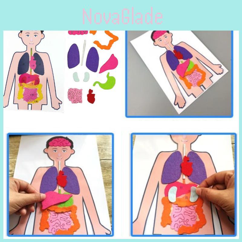 Handmade Material Set For Human Organ Recognition Educational Toy For Children Of All Ages