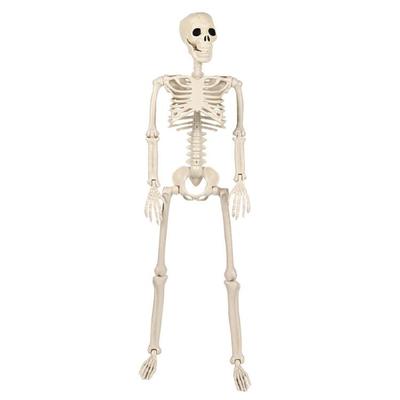 Ρεαλιστικός Σκελετός Κρεμαστός Ολόκληρου Σώματος με Κινητούς Αρθρώσεις, Αξεσουάρ για Στοιχειωμένο Σπίτι Αποκριών, Τρομακτική Διακόσμηση Κρανίου