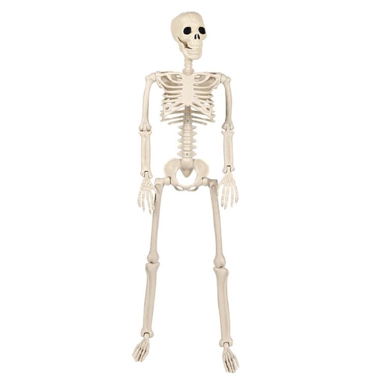 Ρεαλιστικός Σκελετός Κρεμαστός Ολόκληρου Σώματος με Κινητούς Αρθρώσεις, Αξεσουάρ για Στοιχειωμένο Σπίτι Αποκριών, Τρομακτική Διακόσμηση Κρανίου