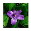 Expandable  Fence Simulation Plant Fence Screen for Outdoor Balcony Wall Decor
