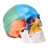 Modello di Teschio Umano, Modello di Teschio Anatomico Dipinto a Grandezza Naturale, Teschio Anatomico in PVC-B61B