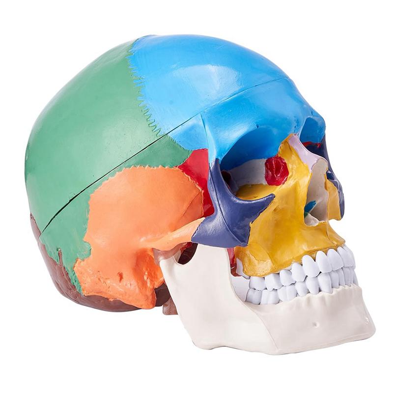 Modello di Teschio Umano, Modello di Teschio Anatomico Dipinto a Grandezza Naturale, Teschio Anatomico in PVC-B61B