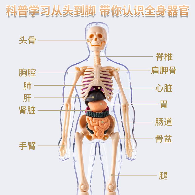 Children's Human Anatomy Model Toy: DIY Organ Assembly & Skeleton Structure