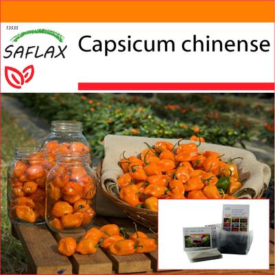 Garden in the Bag - Chili - Yellow Habanero - 10 Samen - Mit Substrat im passenden Standbeutel - Capsicum chinense