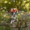 Funny Bulldog Planter Pot, Cute Middle Finger Dog Planter, Small Resin Animal Flower Pot with Drainage Hole for Home Garden Office Desk Decor