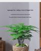 Asparagus Fern Indoor Bonsai – Easy-Care Evergreen for Home or Office Decor
