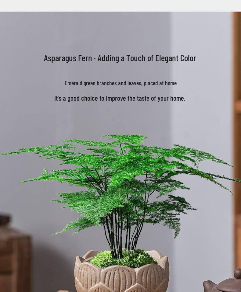 Asparagus Fern Indoor Bonsai – Easy-Care Evergreen for Home or Office Decor