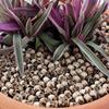 Skull Simulation Medium Set: Creative Flower Pot & Micro Landscape Paving Stone Ornaments.
