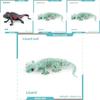 Realistic Reptile Lizard Chameleon Model With Assembleable Chameleon And Gecko Figures For Collectors And Kids