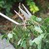 Heavy Duty Weed Puller Stainless Steel Garden Weeding Tool with 3 or 4 Teeth Uprooting Manual Weeder with Long Handle