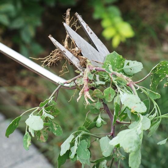 Heavy Duty Weed Puller Stainless Steel Garden Weeding Tool with 3 or 4 Teeth Uprooting Manual Weeder with Long Handle