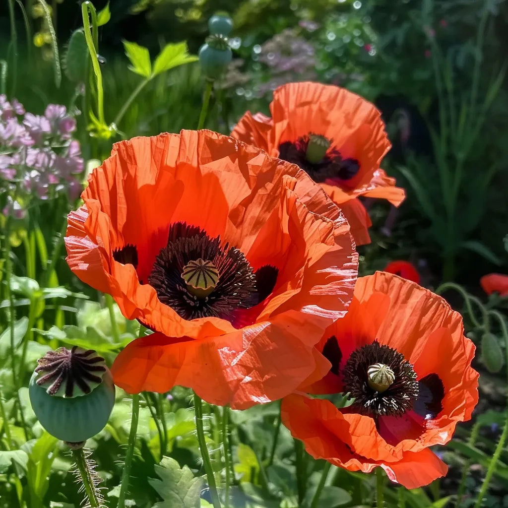 1000 Oriental Poppy Seeds - Semi-Wild Permaculture