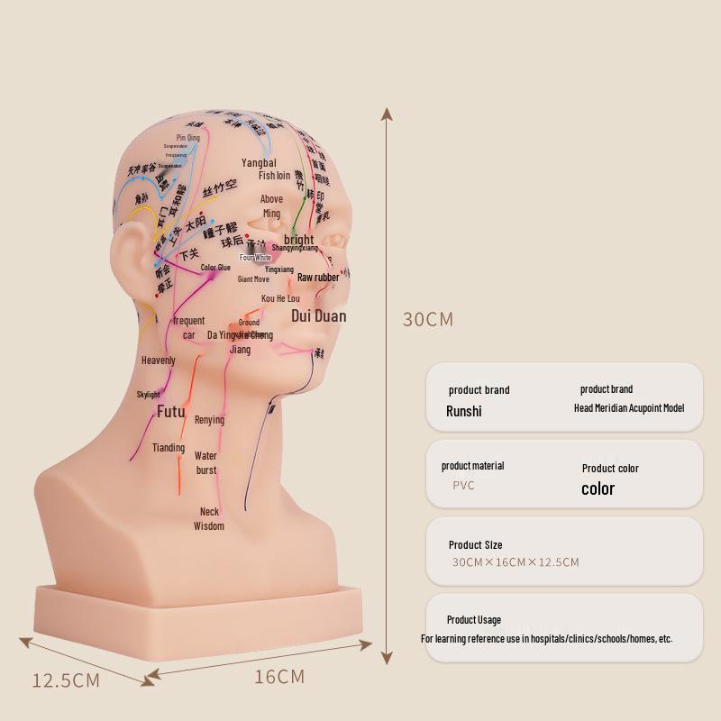 Runshi TCM Head Acupoint Model: Full Face Acupuncture Practice Tool