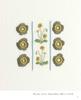 Decorative embroidery floral pattern (applemints)