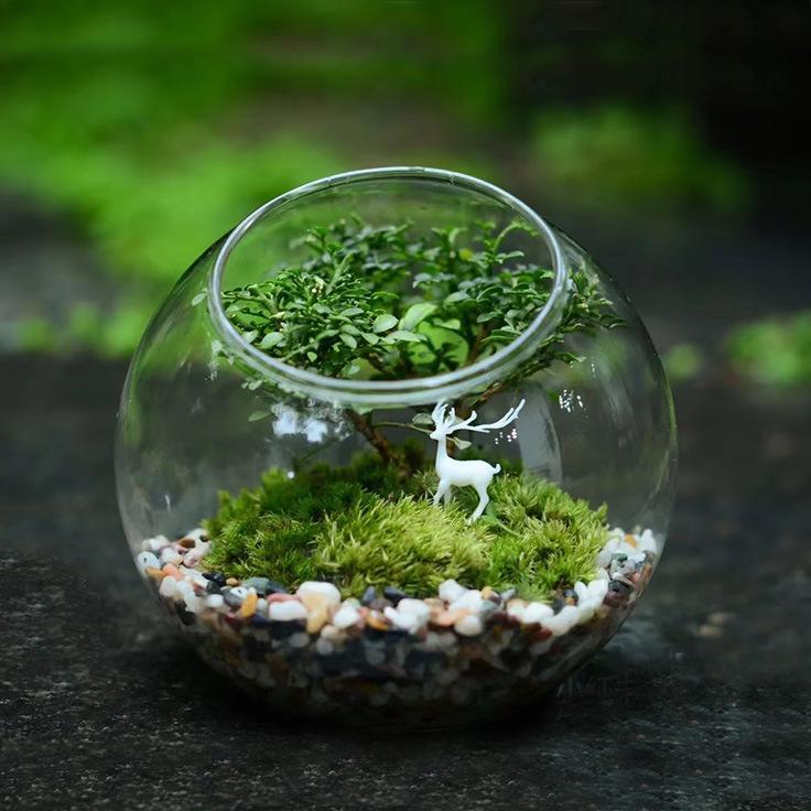 Slanted Mouth Round Glass Vase for Moss Succulents - DIY Eco-Bottle Crystal Home Decoration