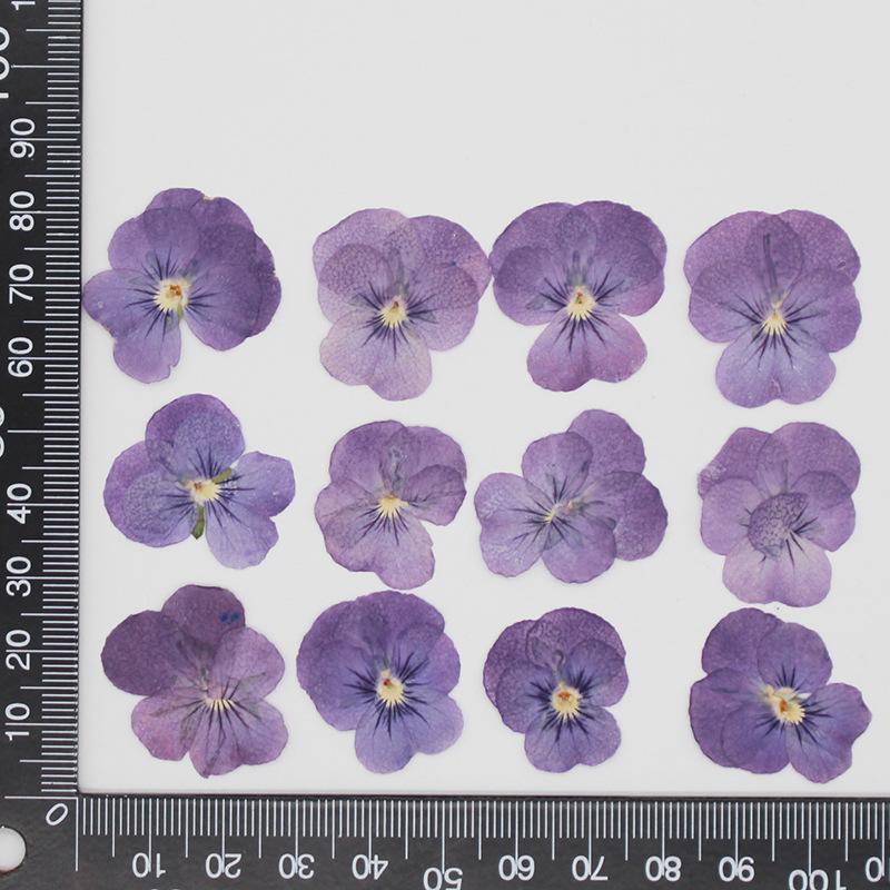 Набор из 12 шт. Прессованные цветы анютиных глазок ( Viola) Натуральные настоящие сушеные цветы для заливки в формы из смолы, нейл-арта, украшения дома, лица светло-фиолетовый