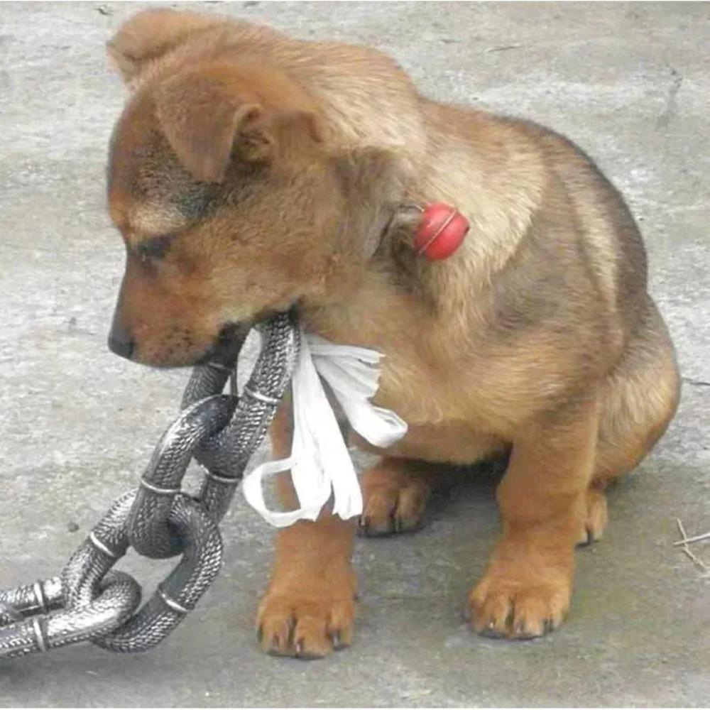 Plastic Dog Tractions Rope Bold Pet Leash Halloween Props Simulation Dog Chain Cat