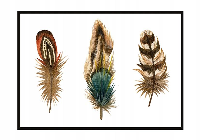 Picture poster In a frame 43x33 cm Feathers P935