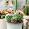 Glass Automatic Plant Watering Bulbs Cactus Plant Water Feeder Glass Bulbs  Outdoor Potted
