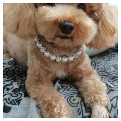 Accessoires pour animaux de compagnie mignons Collier pour animal de compagnie en perles, Collier pour chat et chien en diamants